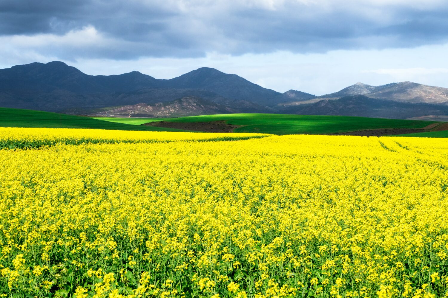 2021 SR&ED Tax Credits for Alberta Canola Farmers